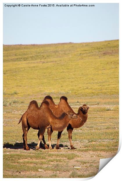  Camels, Middle Gobi Mongolia Print by Carole-Anne Fooks