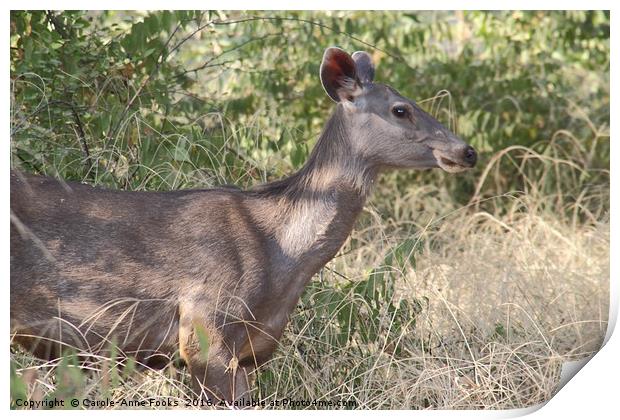 Female Sambar, the largest deer in India  Print by Carole-Anne Fooks