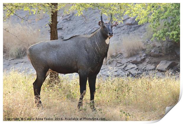 The Nilgai is the largest Asian antelope Print by Carole-Anne Fooks
