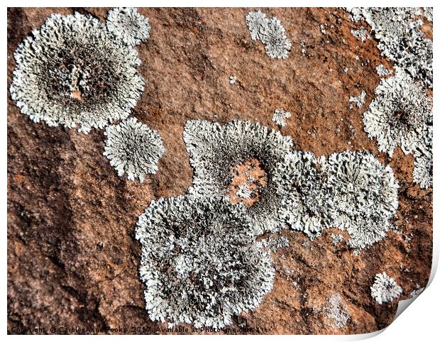 Kanyaka - Lichen Covered Rocks Print by Carole-Anne Fooks