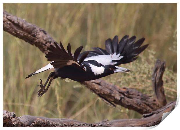 Australian Magpie Taking Off Print by Carole-Anne Fooks
