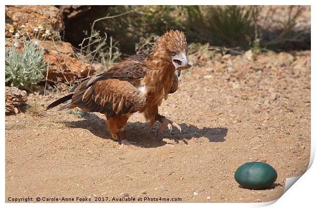 Black-breasted Buzzard About to Attack an Egg Print by Carole-Anne Fooks
