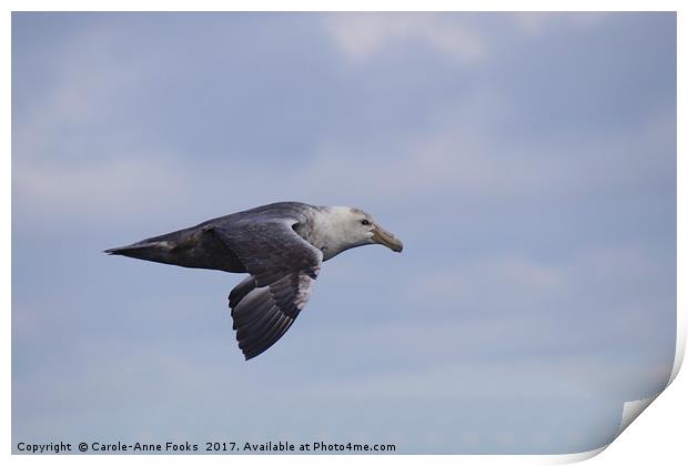 Southern Giant Petrel Print by Carole-Anne Fooks