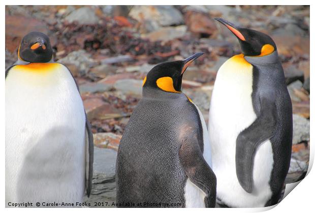 King Penguins Print by Carole-Anne Fooks