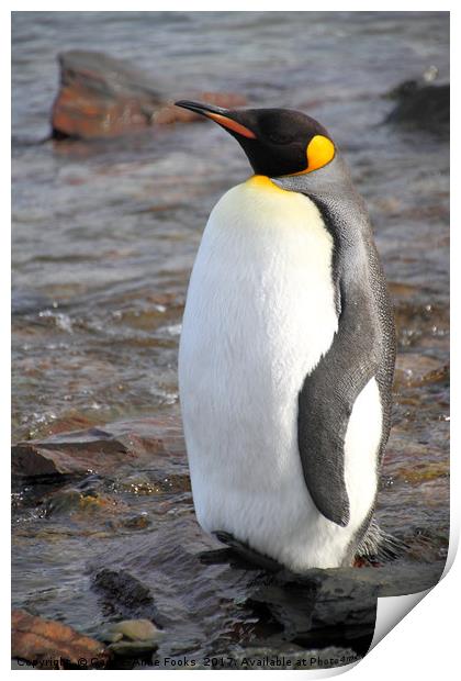 King Penguin Print by Carole-Anne Fooks