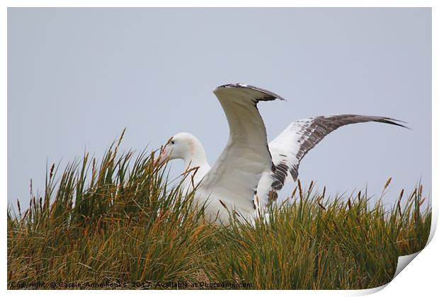 Wandering Albatross Catching a Thermal Print by Carole-Anne Fooks