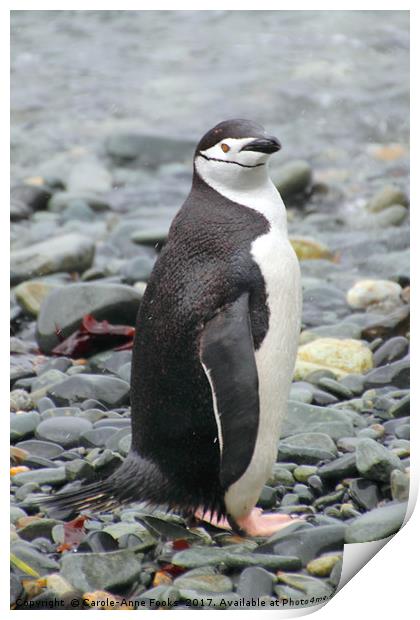 Chinstrap Penguin Print by Carole-Anne Fooks