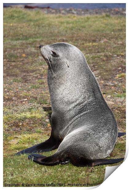 Antarctic Fur Seal Print by Carole-Anne Fooks