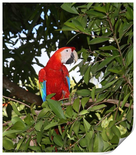Scarlet Macaw Print by Carole-Anne Fooks