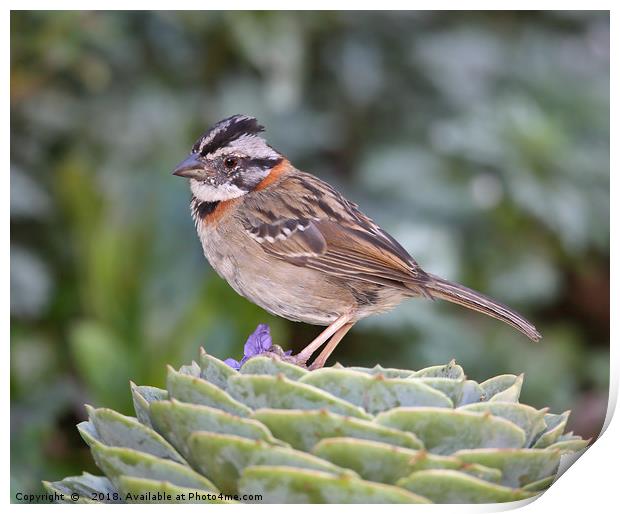 Rufous-collared Sparrow Print by Carole-Anne Fooks