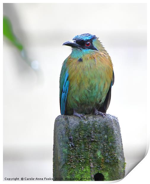 Blue-crowned Motmot Print by Carole-Anne Fooks