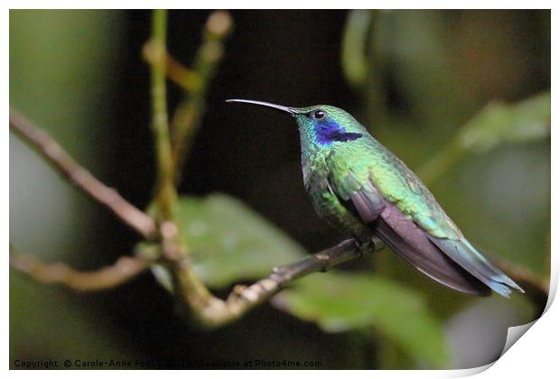 Green Violetear Hummingbird Print by Carole-Anne Fooks