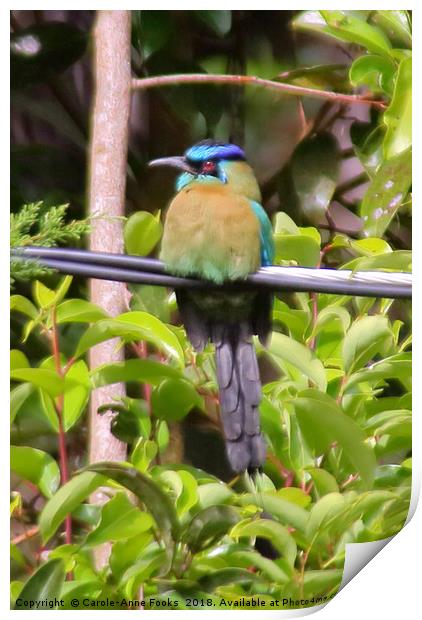 Blue-crowned Motmot Print by Carole-Anne Fooks