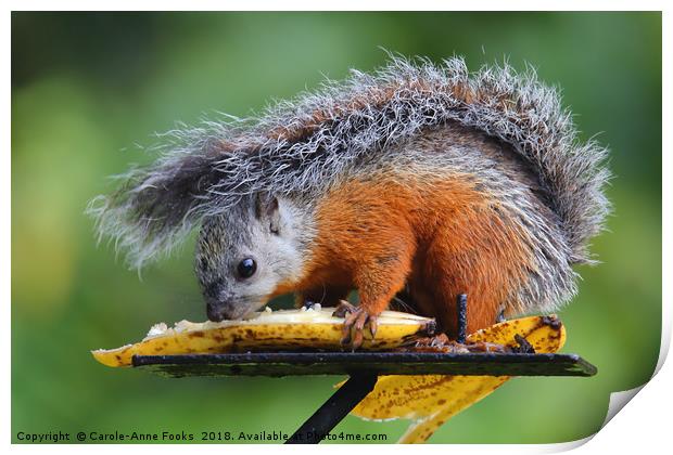 Variegated Squirrel Print by Carole-Anne Fooks