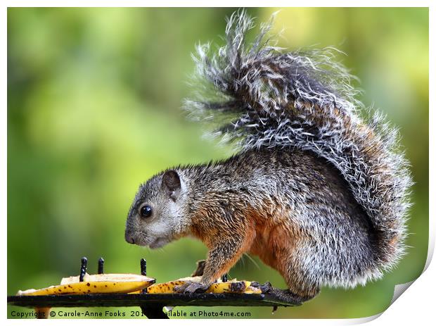 Variegated Squirrel Print by Carole-Anne Fooks