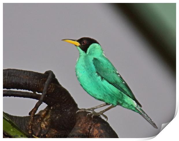 Green Honeycreeper Print by Carole-Anne Fooks