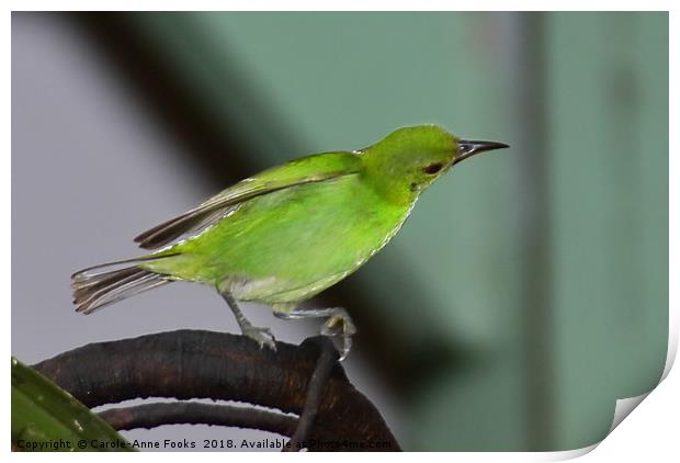 Green Honeycreeper Print by Carole-Anne Fooks