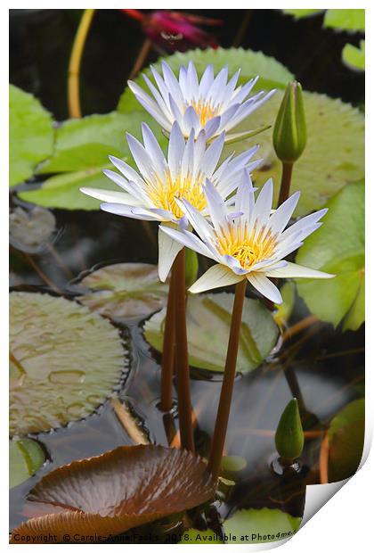 Botanical Gardens  Print by Carole-Anne Fooks