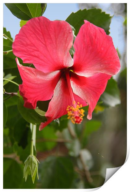 Red Hibiscus Print by Carole-Anne Fooks