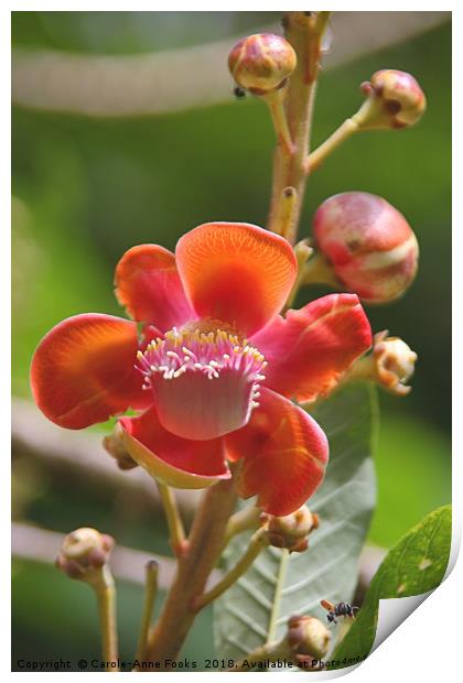 Cannonball Tree Flowers and Buds Print by Carole-Anne Fooks