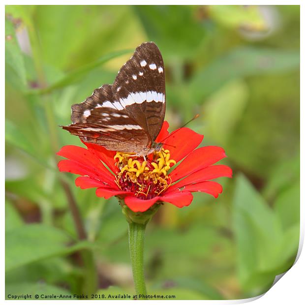 Zinnia with Butterfly Print by Carole-Anne Fooks