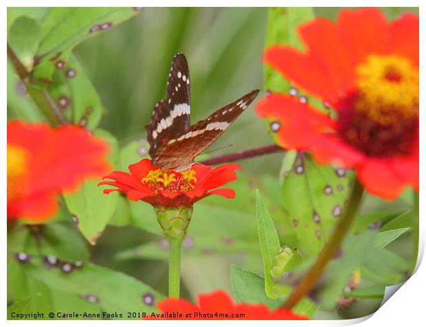 Zinnias with Butterfly Print by Carole-Anne Fooks