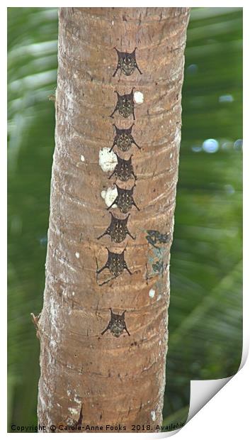 White-lined Bats Print by Carole-Anne Fooks