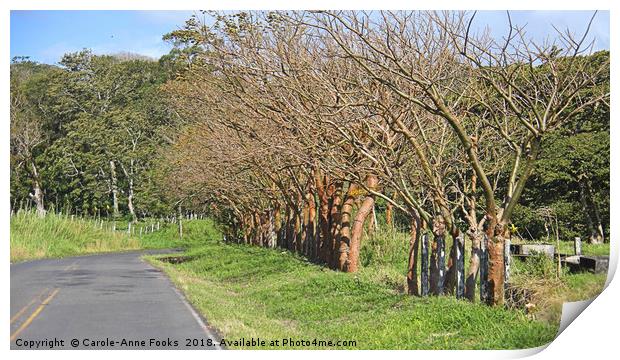 Mature Living Fence Print by Carole-Anne Fooks