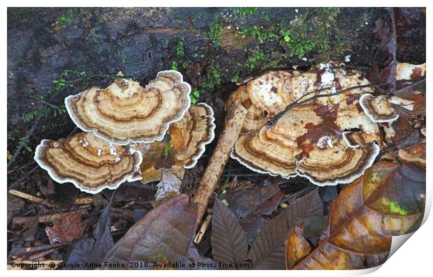 Bracket Fungus Print by Carole-Anne Fooks