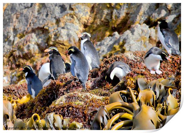 Snares Crested Penguins  Print by Carole-Anne Fooks