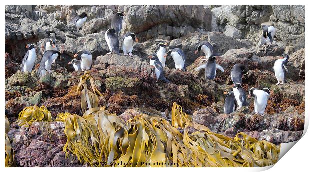 Snares Crested Penguins  Print by Carole-Anne Fooks