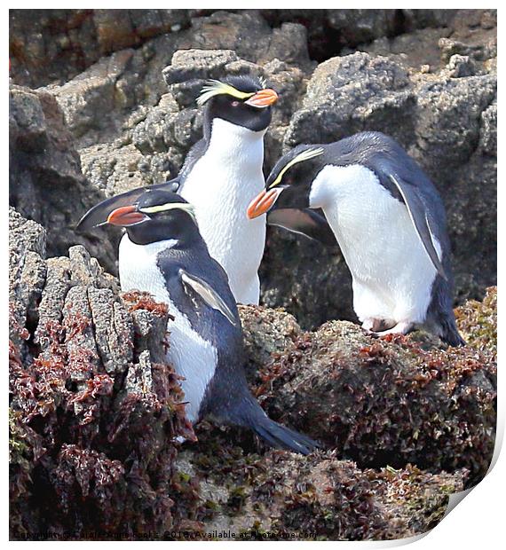 Snares Crested Penguins   Print by Carole-Anne Fooks