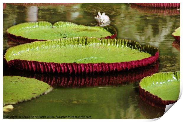 Amazon Water Lilies Print by Carole-Anne Fooks