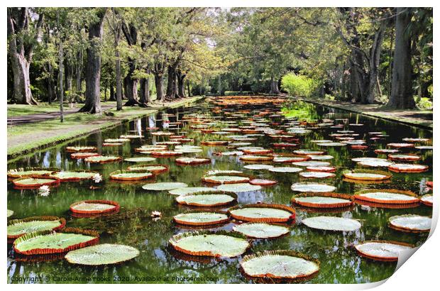 Amazon Water Lilies Print by Carole-Anne Fooks