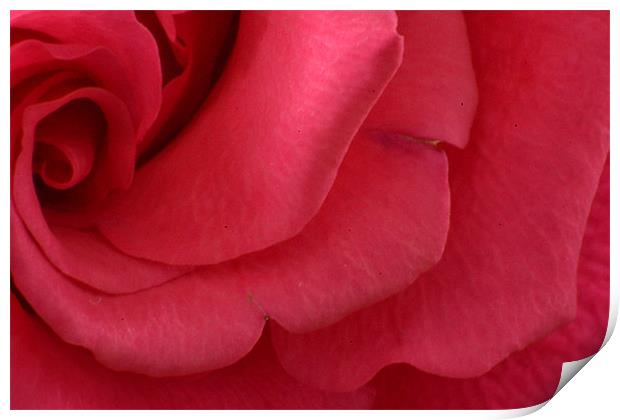 Pink waves of petals Print by David Griffin