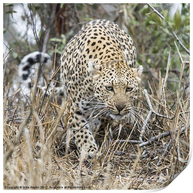 Female Leopard stalking Print by Mike Asplin