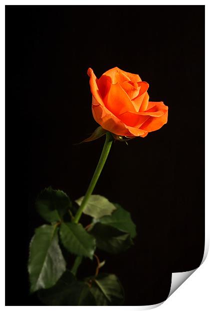 Rose Print by Chris Andrew