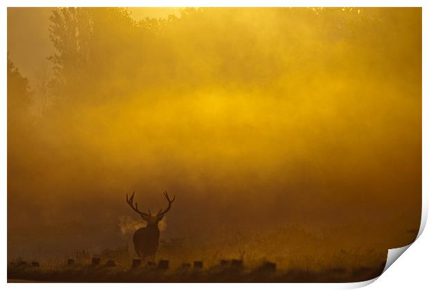 Stag Sunrise Print by Dave Wragg