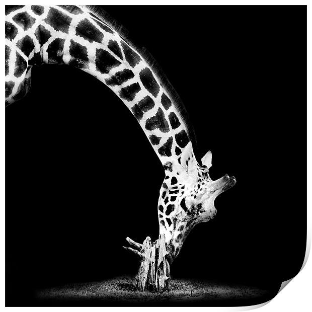 Giraffe Mono Print by Dave Wragg