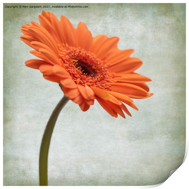 Orange Gerbera Print by Pam Sargeant