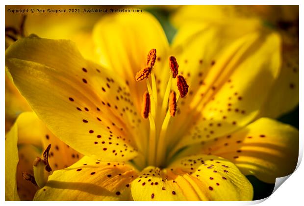 Yelllow Liliies Print by Pam Sargeant