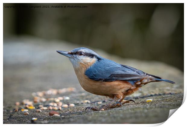 Nuthatch Print by Pam Sargeant