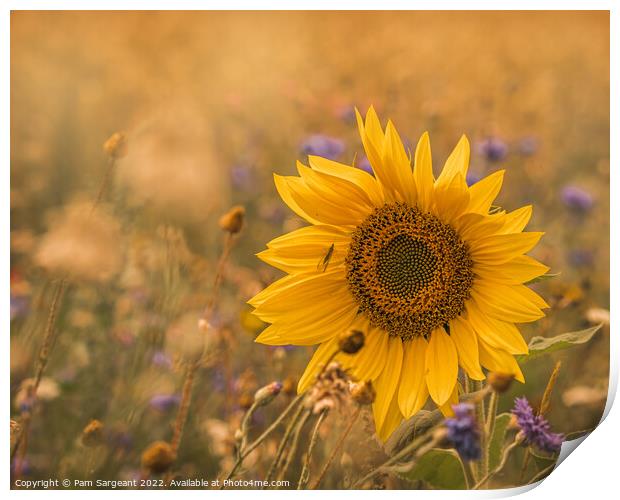 Majestic Sunflower Stands Out in Wildflower Field Print by Pam Sargeant