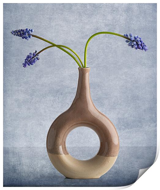 Muscari in vase Print by Pam Sargeant