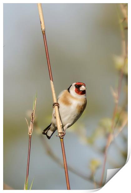Goldfinch Print by Pam Sargeant