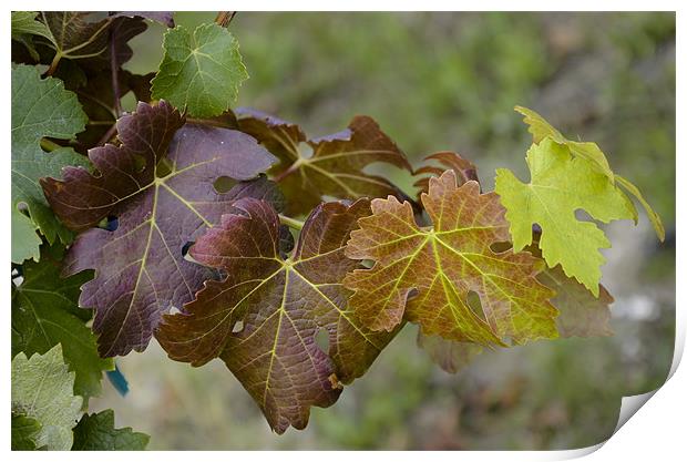 Vine leaves nuance Print by Michelle PREVOT