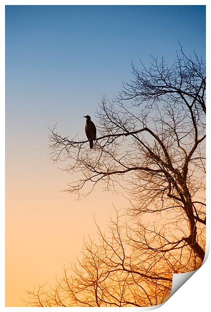 Cormorant sunrise Print by Rob Lester