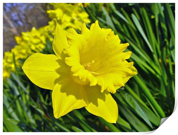 Daffodil Print by Andrew Rickinson