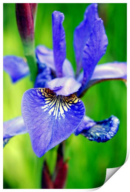 Blue Iris Summer Flowers Flowering Plant Print by Andy Evans Photos