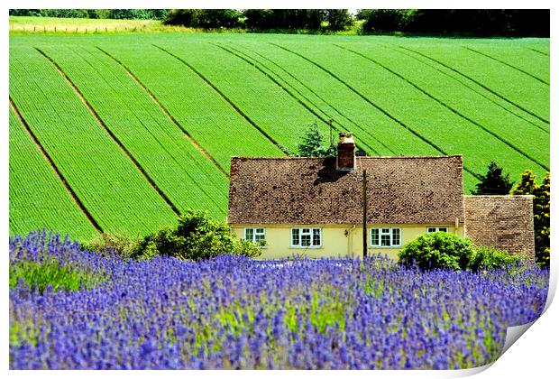 Lavender Field Summer Flowers Cotswolds Gloucestershire England Print by Andy Evans Photos